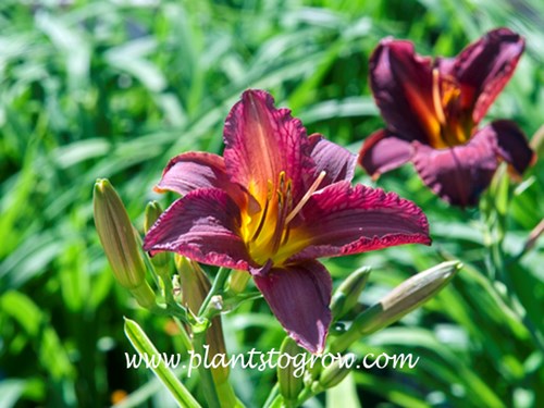 Purple De Oro Daylily
20 inches tall
3 inch mid season
medium dark purple, lighter midrib and edge above gold throat 
dormant rebloomer
(Degroot, 2000)